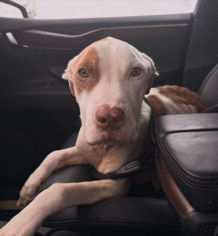 Rescue dog