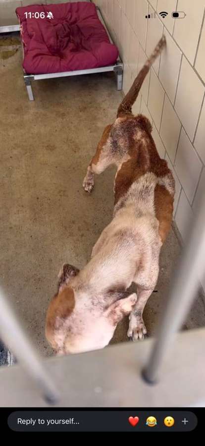 Rescue dog
