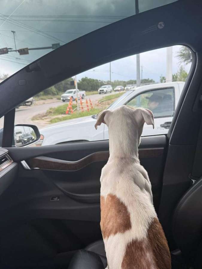 Rescue dog