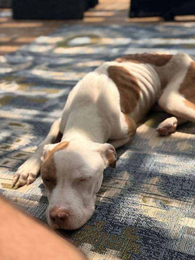Rescue dog