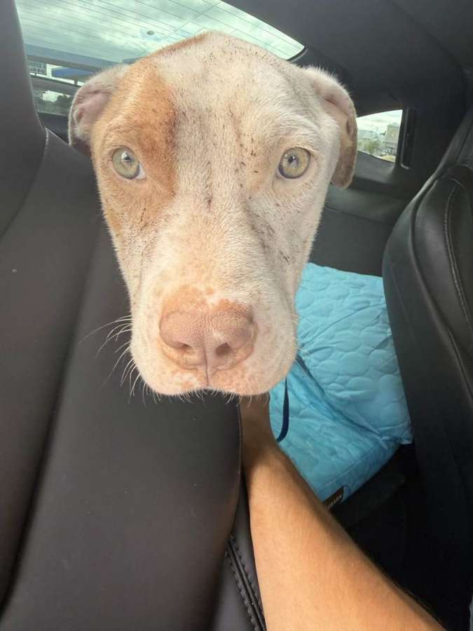 Rescue dog