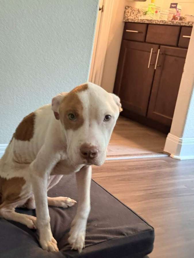 Rescue dog