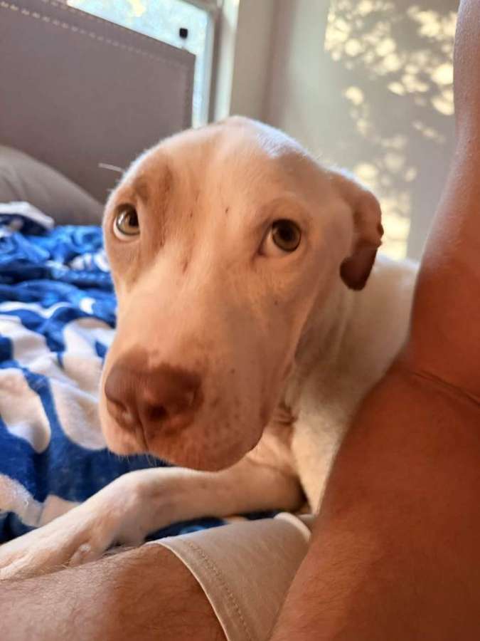 Rescue dog