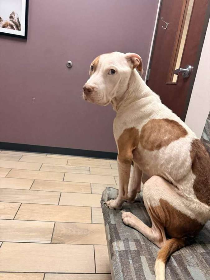 Rescue dog