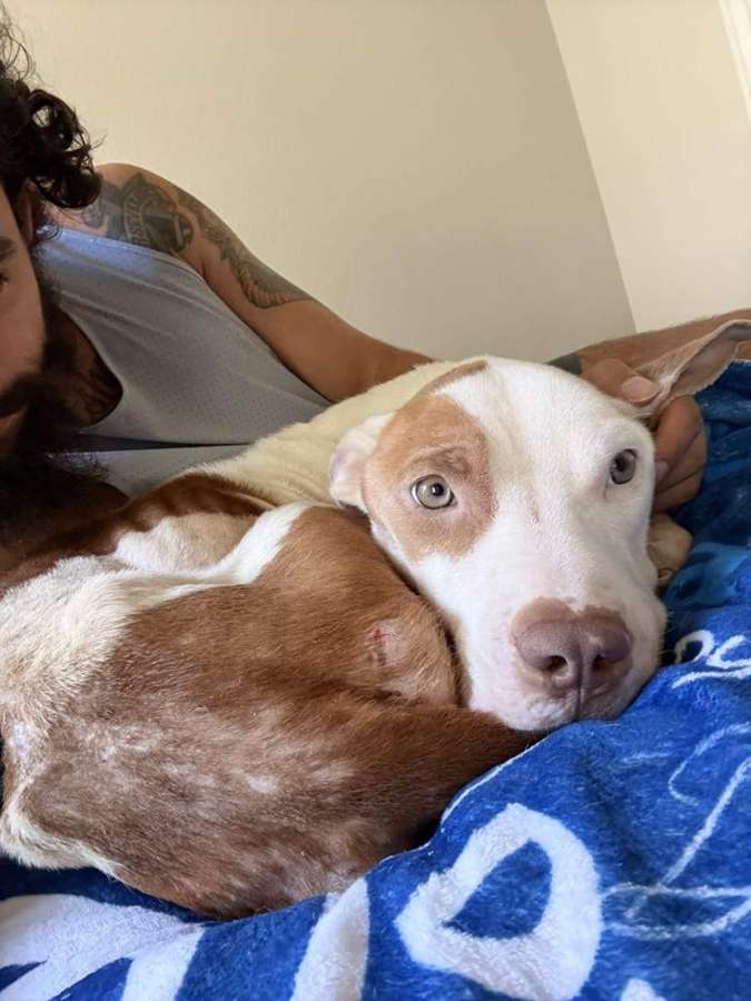 Rescue dog
