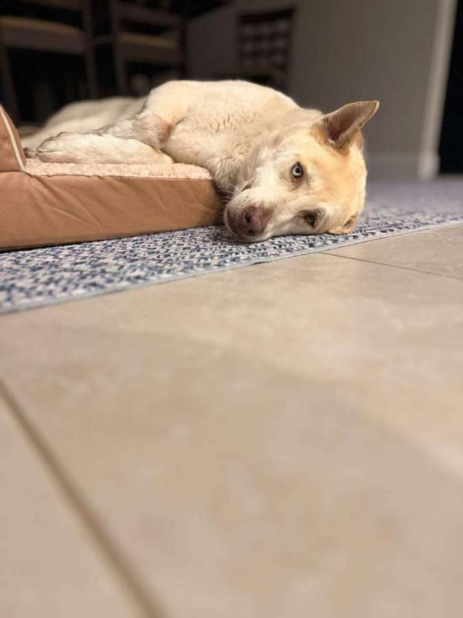 Rescue dog
