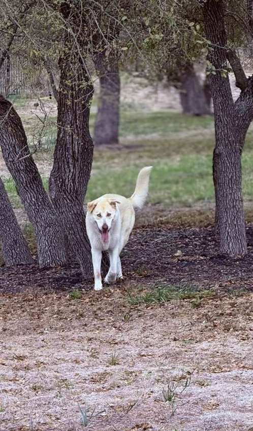 Rescue dog