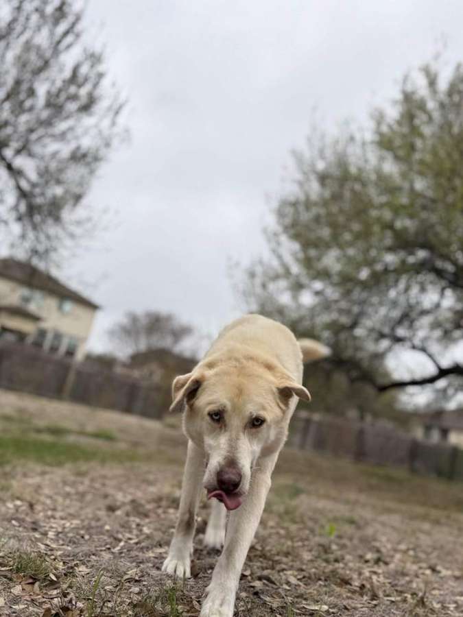 Rescue dog