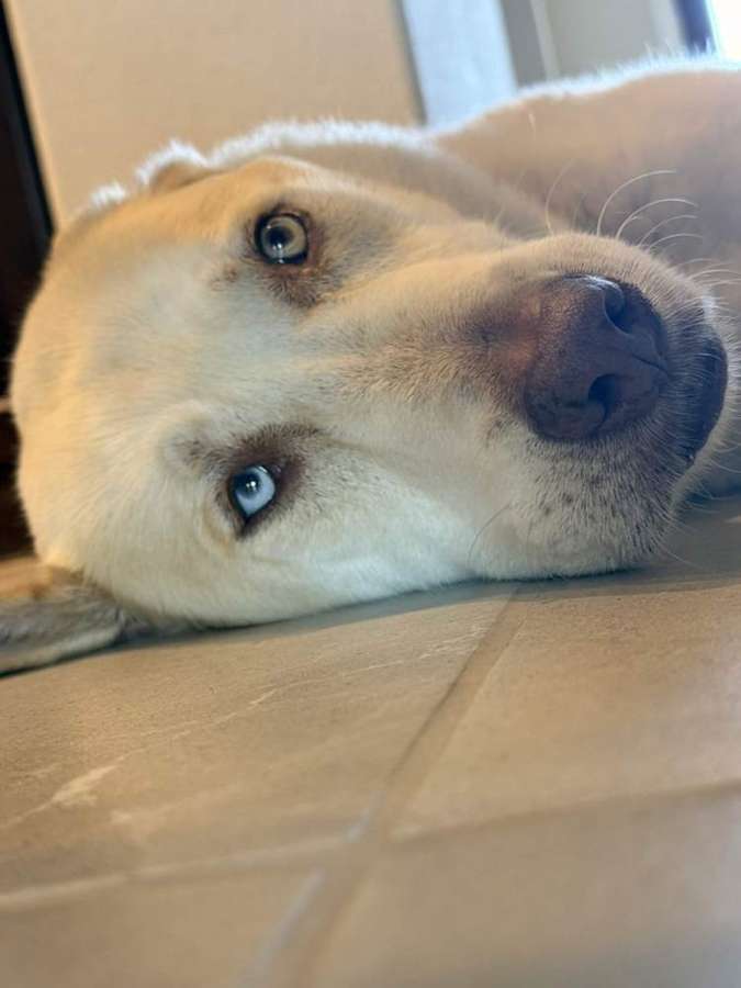 Rescue dog