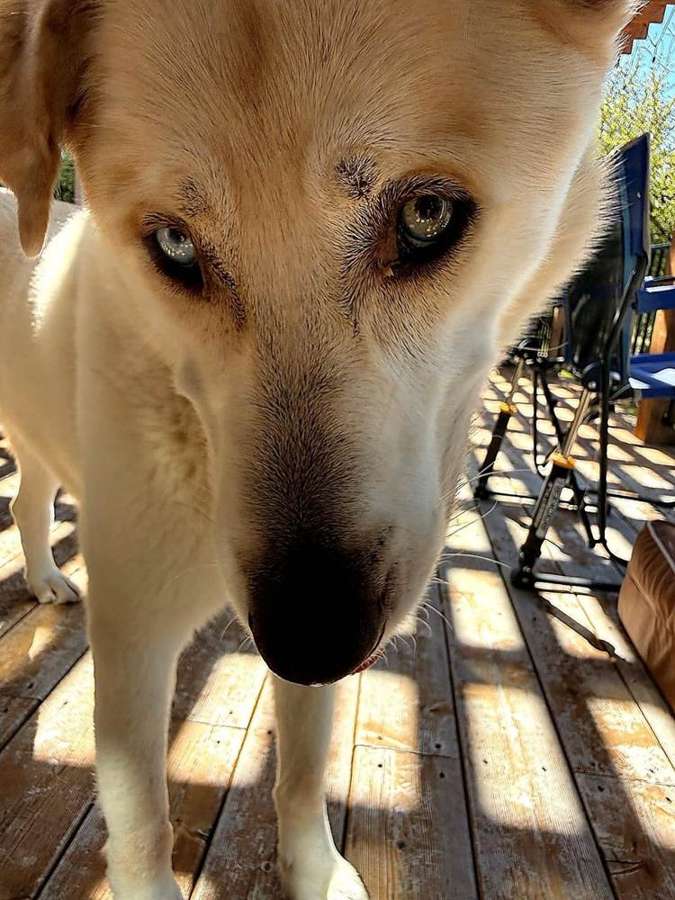Rescue dog
