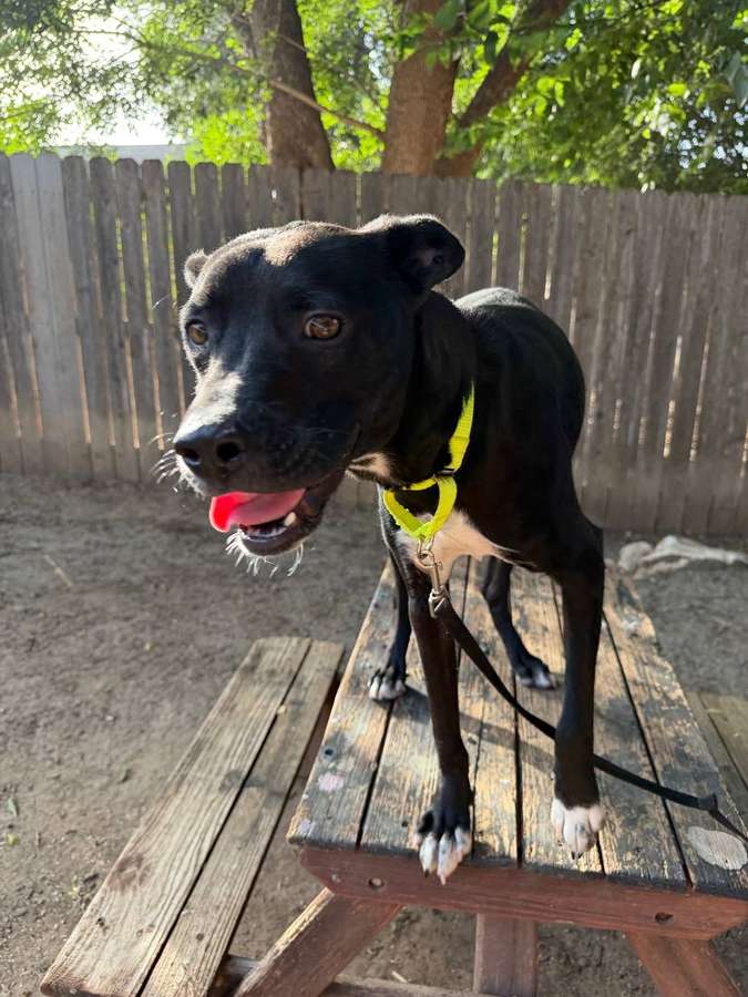 Rescue dog