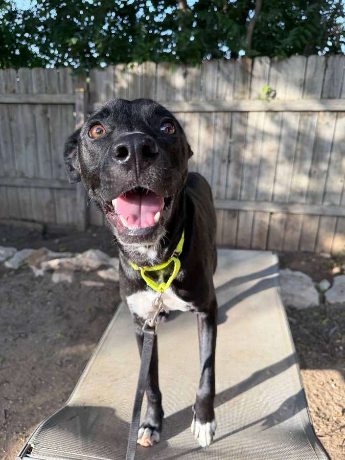 Rescue dog