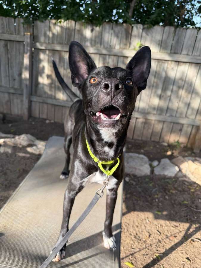 Rescue dog