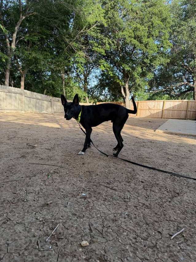 Rescue dog