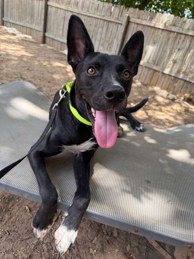 Rescue dog