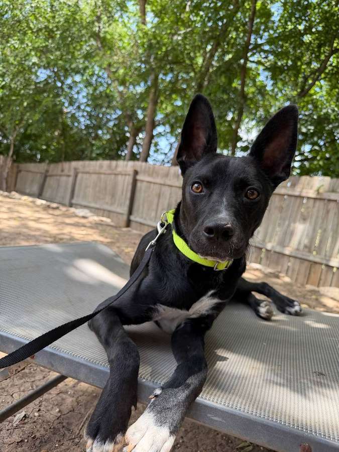 Rescue dog