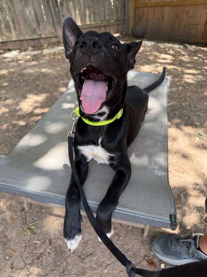 Rescue dog