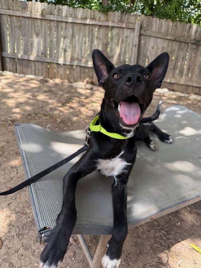 Rescue dog
