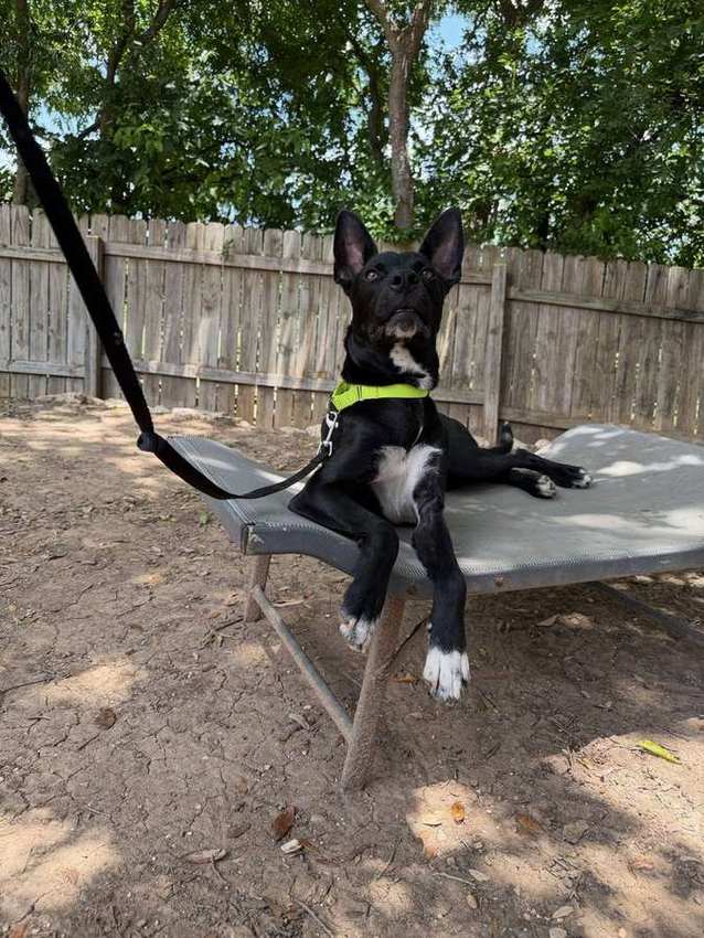 Rescue dog