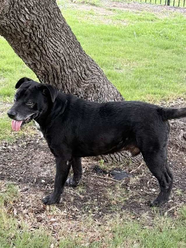 Rescue dog