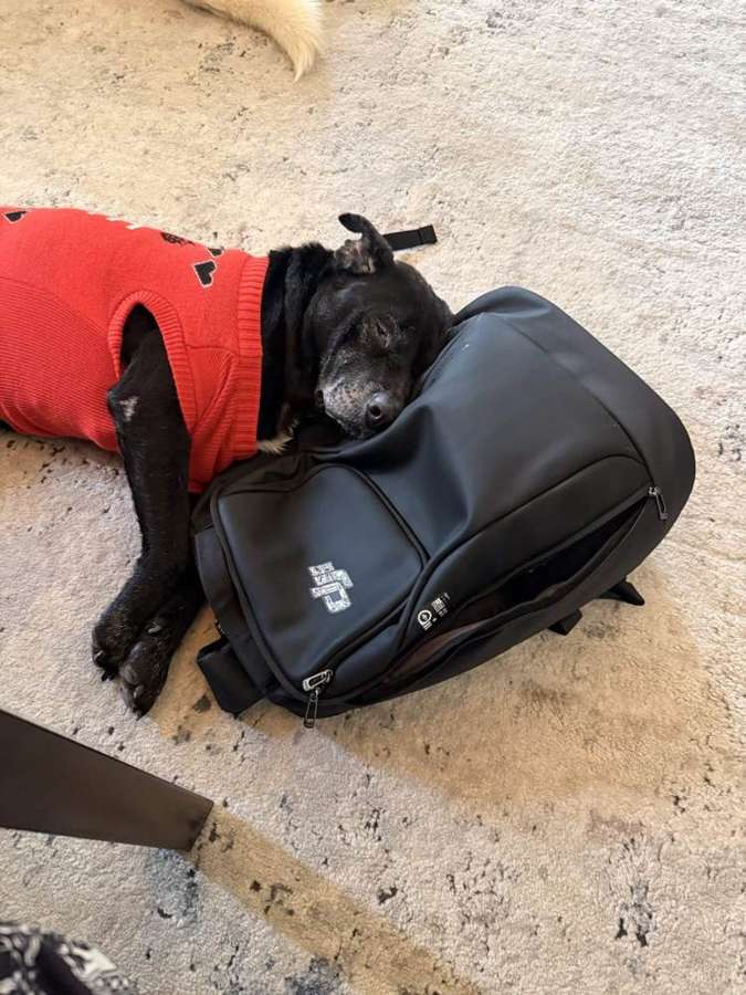 Rescue dog