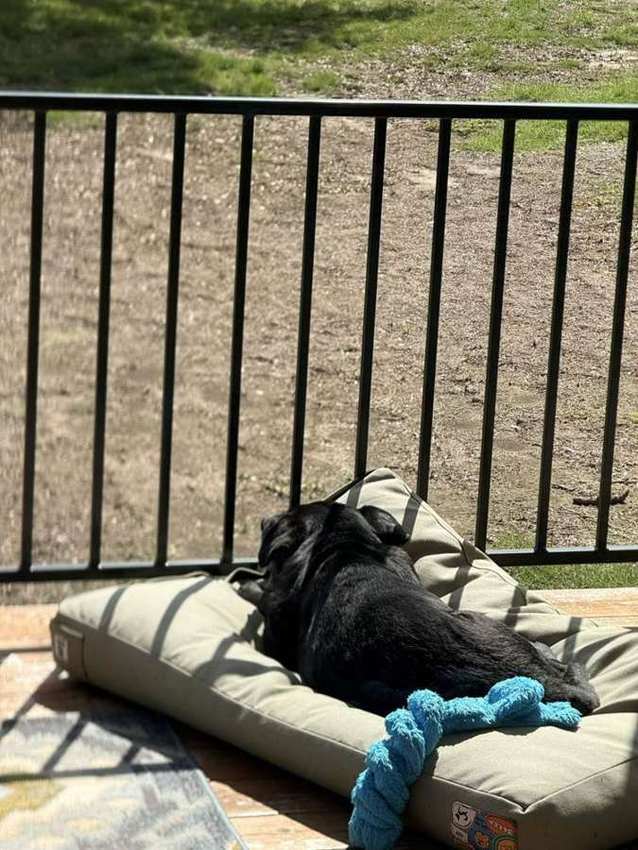 Rescue dog