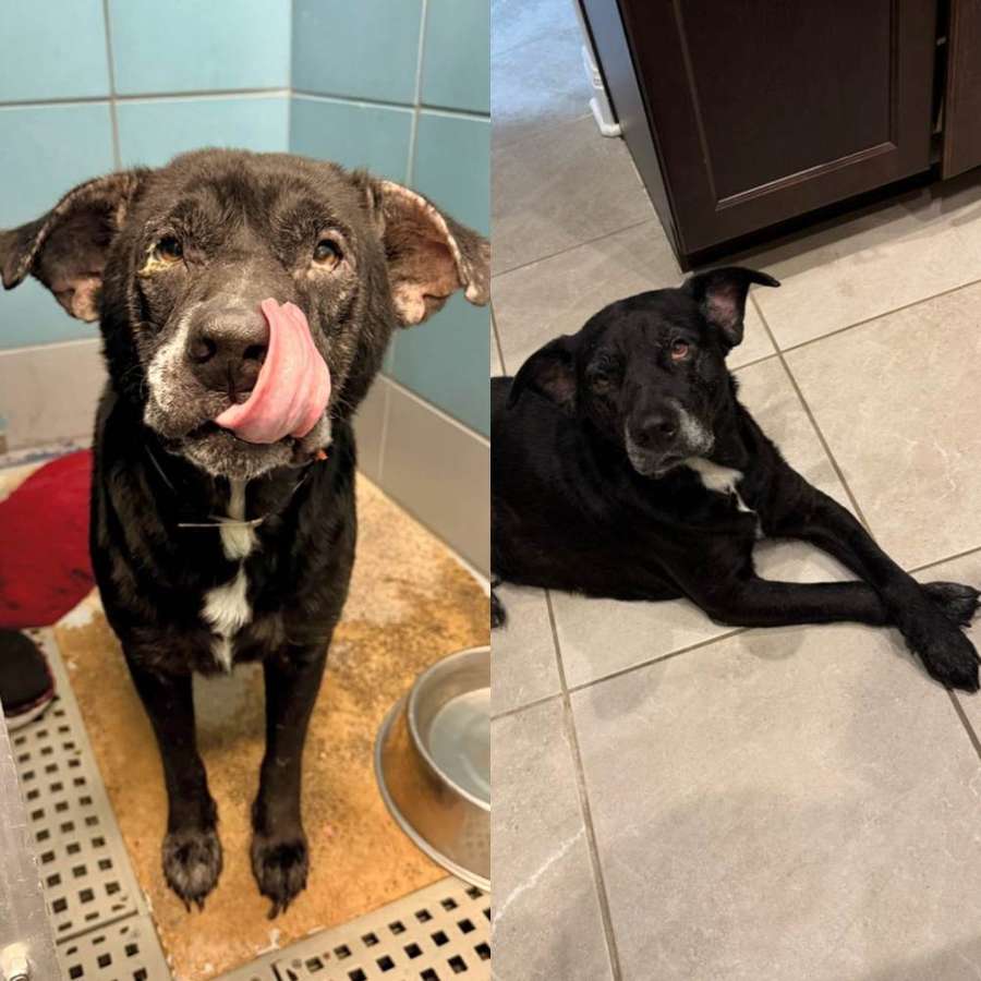 Rescue dog