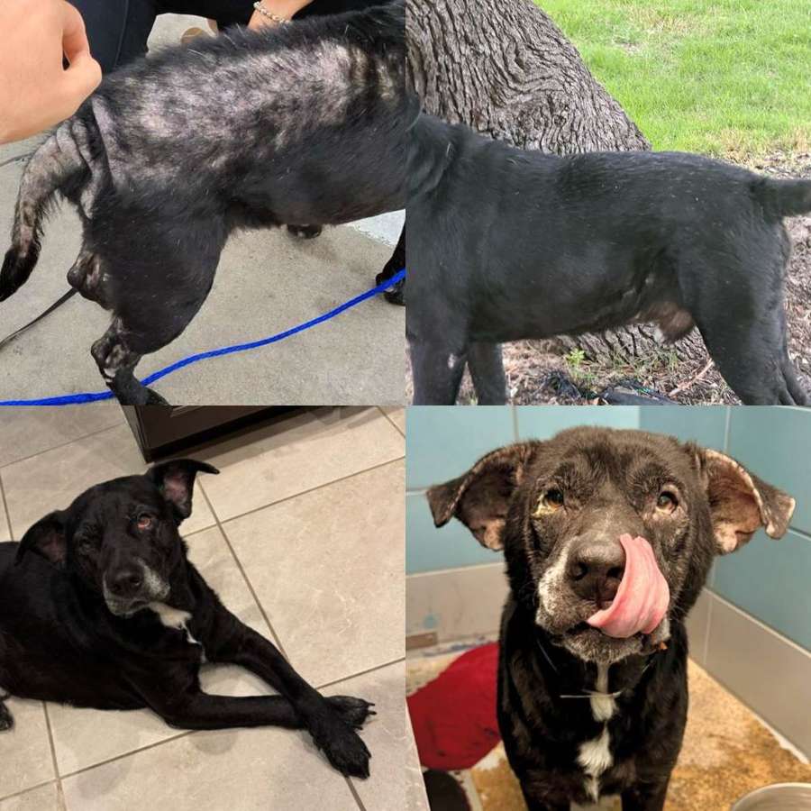 Rescue dog