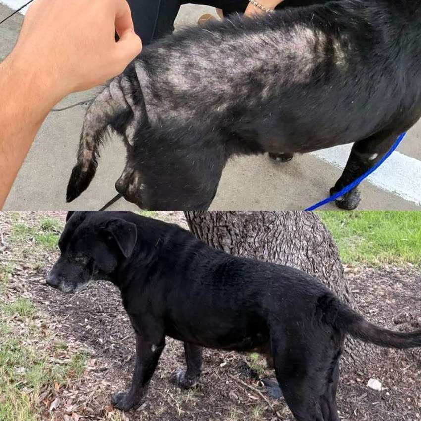Rescue dog
