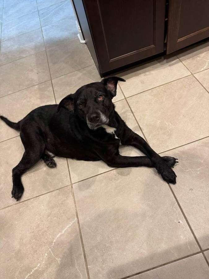 Rescue dog