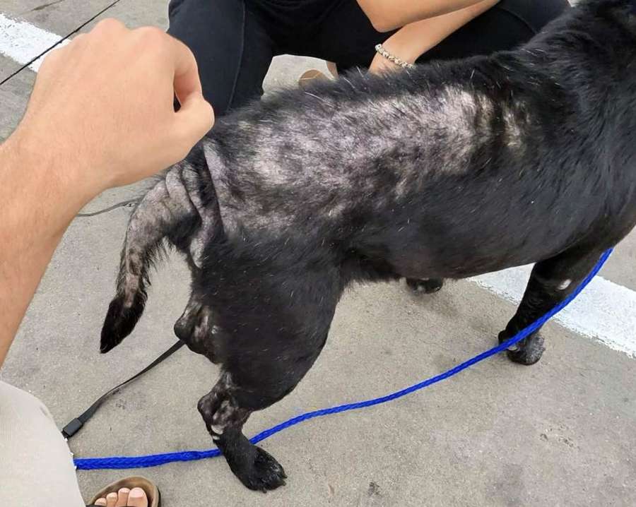 Rescue dog